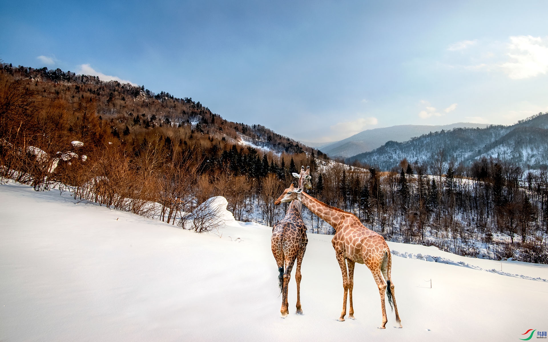 雪中长颈鹿