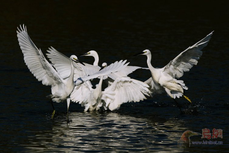 <em>共享</em>图_<em>双胞胎姐妹共享一男</em>_fc2共享免费视频