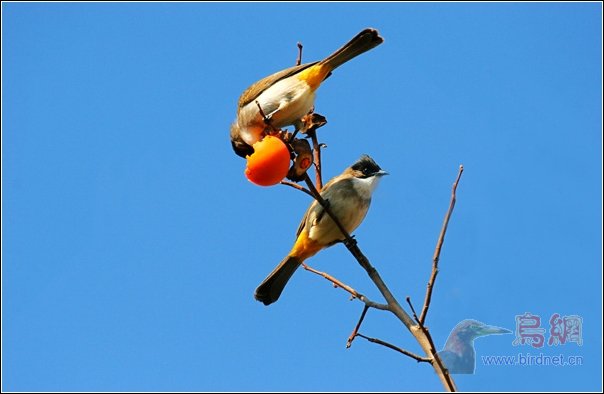[原创]乐逍遥 - 林鸟版 Forest Birds 鸟网
