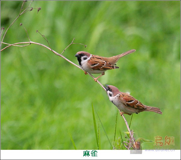 麻雀的春天