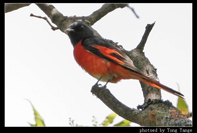 山椒鸟叫声 4648fc7f1d923.jpg