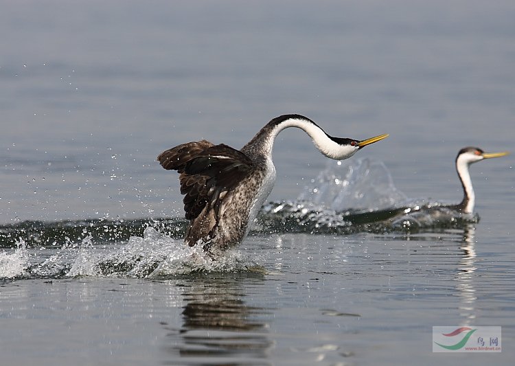 北美鸊鷉 western grebe a