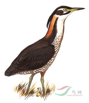 4692bf04afa85.jpg