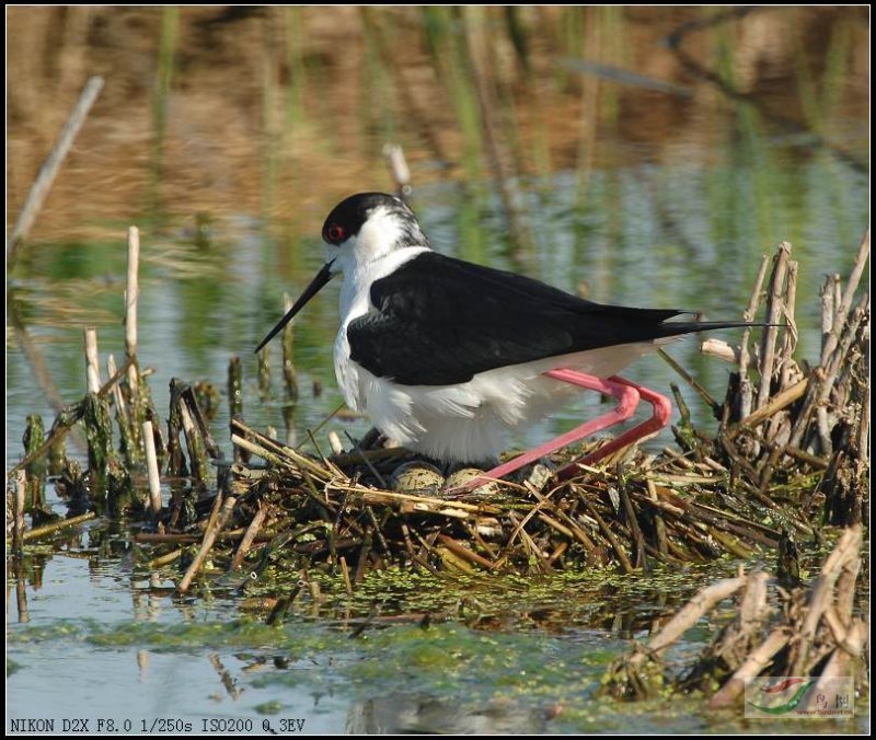 黑翅长脚鹬在大庆湿地--繁衍生息 - 水鸟版 Wa