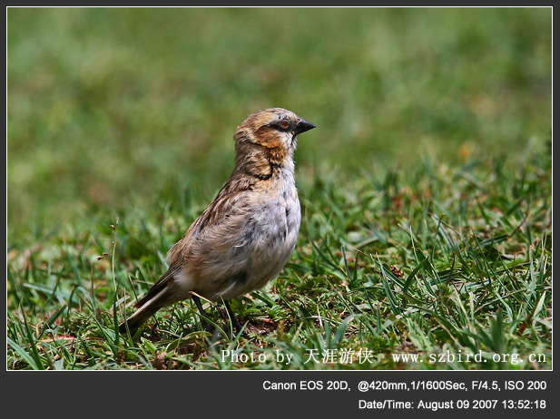 棕颈雪雀 - 林鸟版 Forest Birds 鸟网