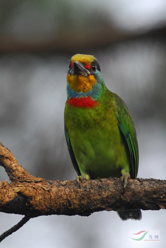 拟啄木鸟」在台湾叫「五色鸟」,因为它身上有绿,红,黄,蓝,黑五种颜色