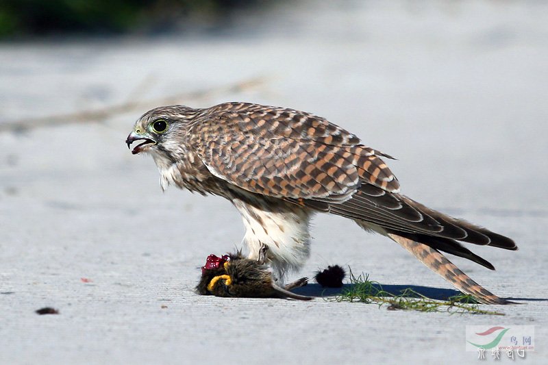 (红隼)它吃老鼠不商量
