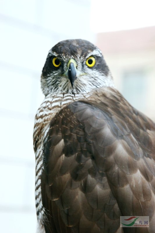 隼 46fce5ed39215.jpg