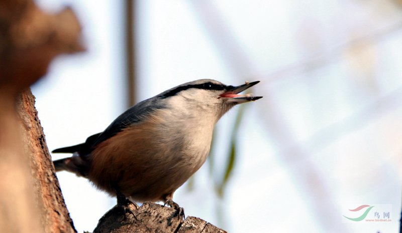 祝大庆陈龙生日快乐! - 鸟网文化 Birdnet Cultur