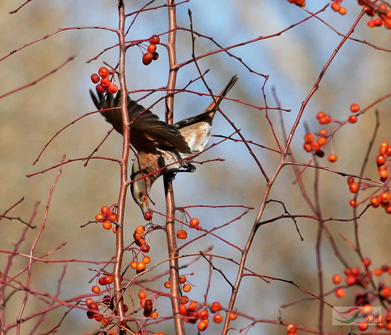 [原创]斑鸫(串鸡) - 林鸟版 forest birds 鸟网