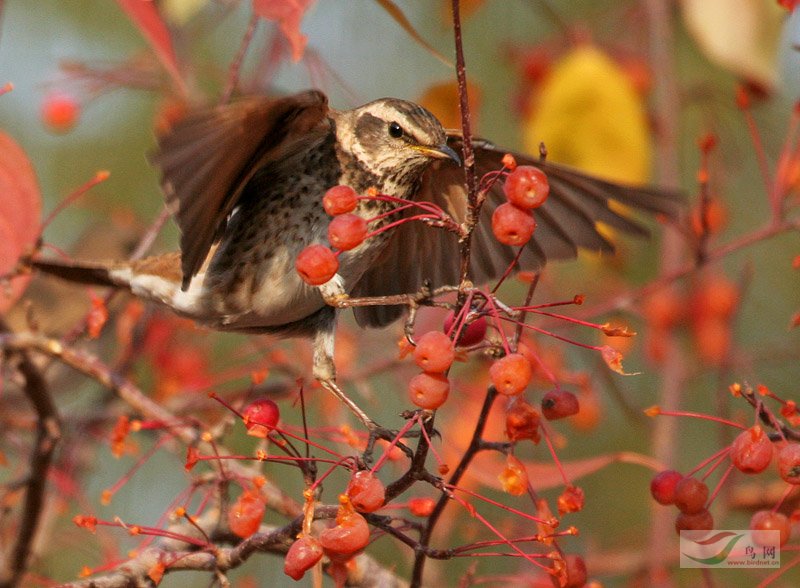 [原创]斑鸫(串鸡) - 林鸟版 forest birds 鸟网