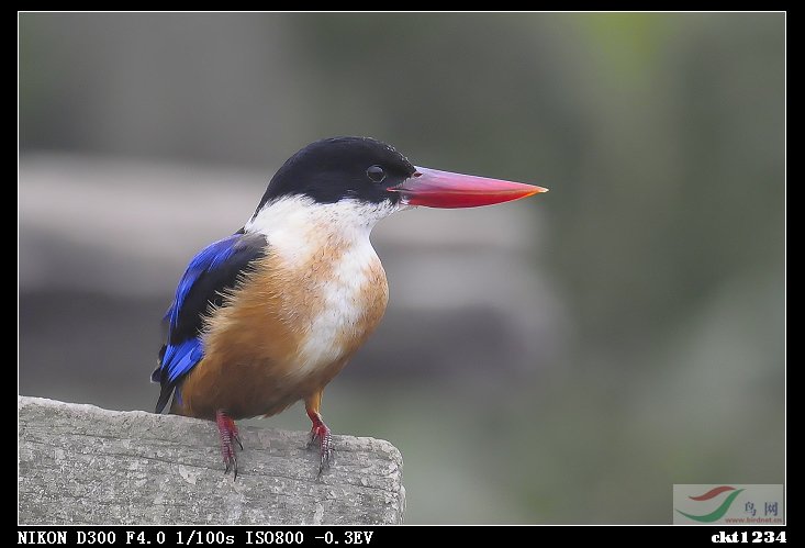 再见蓝翡翠 - 水鸟版 Waterbirds 鸟网