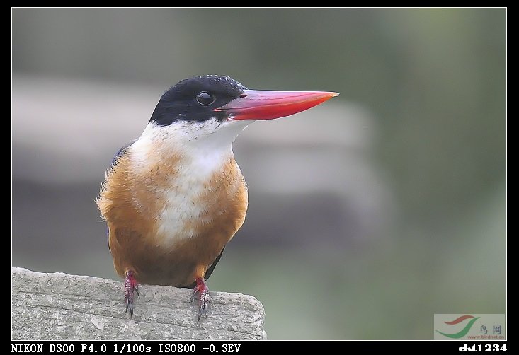 再见蓝翡翠 - 水鸟版 Waterbirds 鸟网