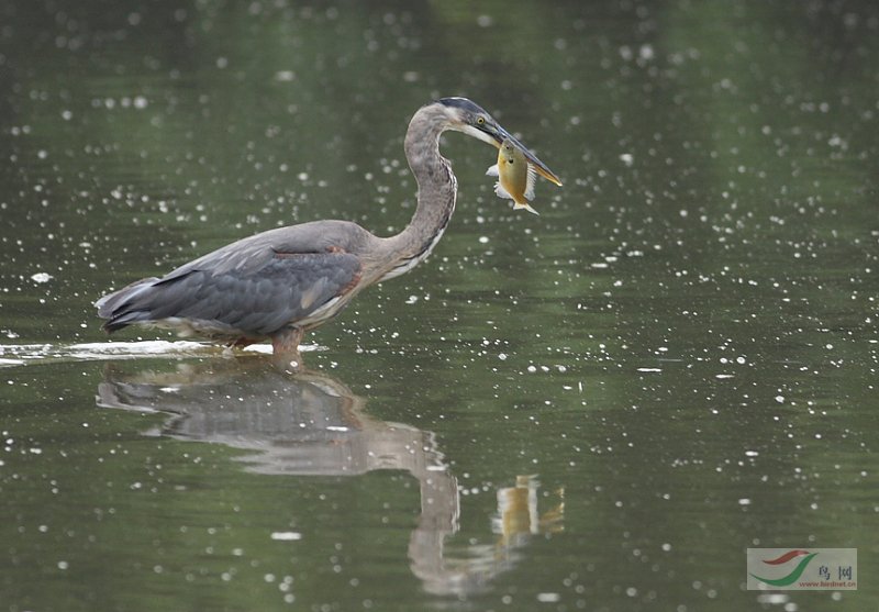 北美大蓝鹭(3) - 大中型涉禽 Shorebirds 鸟网