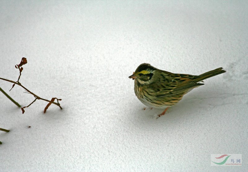 雪地里的小鹀 林鸟版 forest birds 鸟网