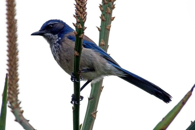 百鸟百态: 林鸟 (08)-Scrub - 林鸟版 Forest Bird