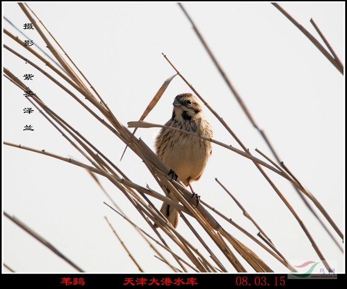 [原创]一群北京鸟友自驾去天津[:17] - 观鸟拍鸟