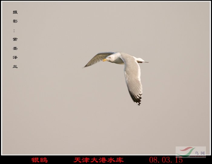 [原创]一群北京鸟友自驾去天津[:17] - 观鸟拍鸟