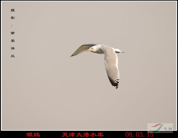 [原创]一群北京鸟友自驾去天津[:17] - 观鸟拍鸟