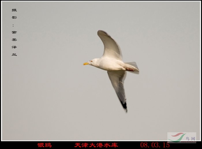 [原创]一群北京鸟友自驾去天津[:17]
