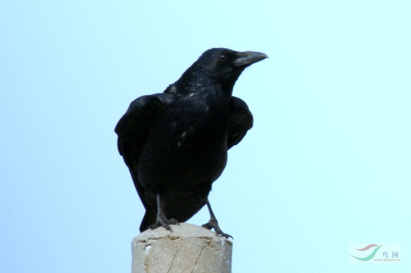 最聪明的鸟乌鸦 - 林鸟版 Forest Birds 鸟网