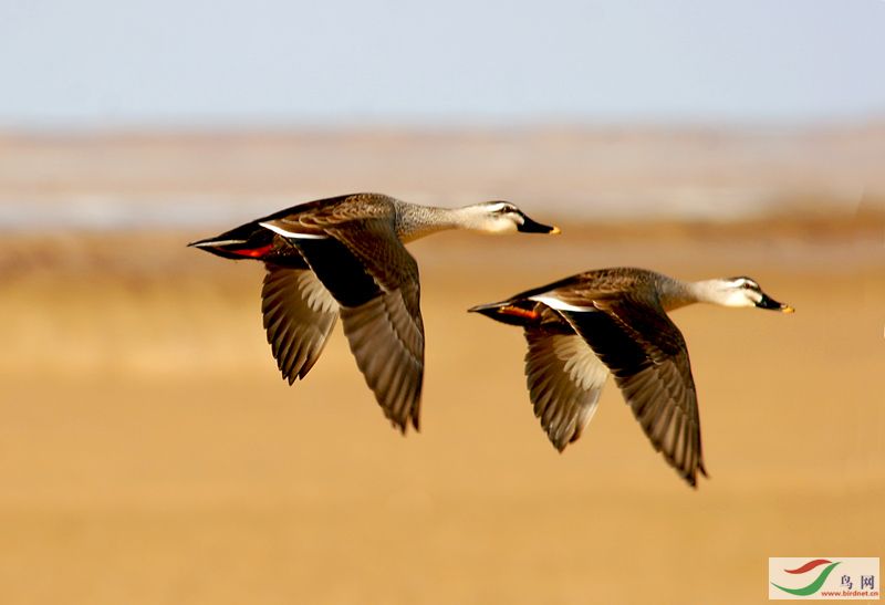 飞翔图片高清大图 20080511_62f41b821e1c4e9ccd33QVKeBB7vk2UT.jpg