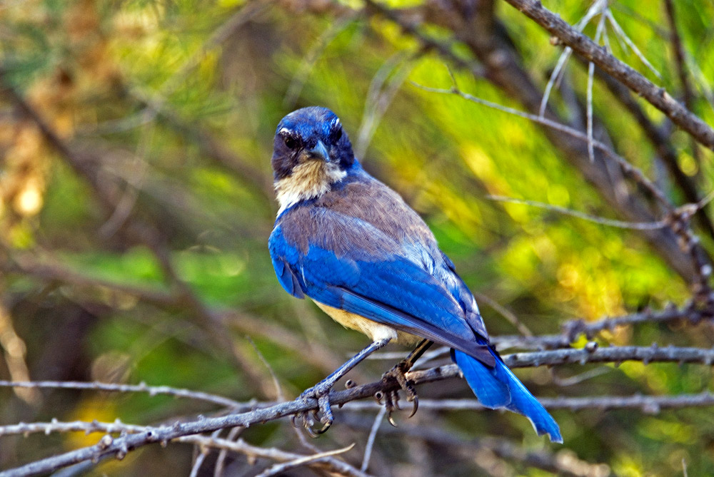 百鸟百态: 林鸟 (42): Scrub - 林鸟版 Forest Bird