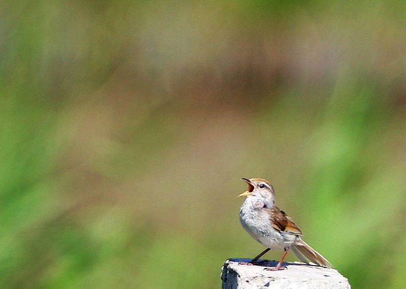 美声唱法… - 观鸟拍鸟之旅 Bird Trip Reports 鸟