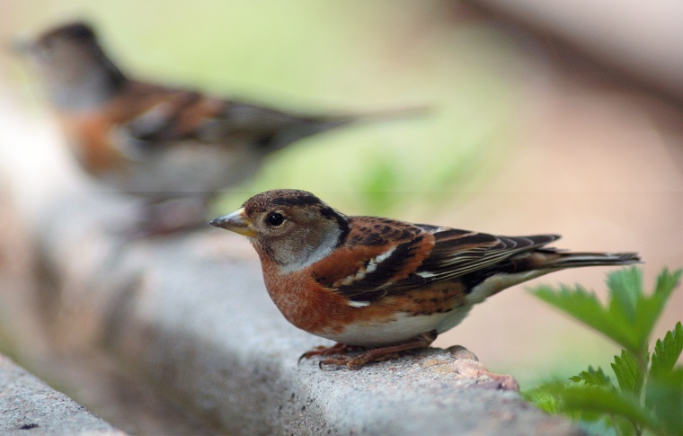 祝泉城老G、 大庆陈龙生日快乐! - 鸟网文化 B