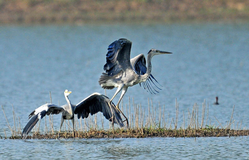 苍鹭打斗片(续) - 大中型涉禽 Shorebirds 鸟网