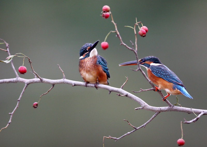 曲谱夜莺小夜曲_夜莺小夜曲简谱(3)