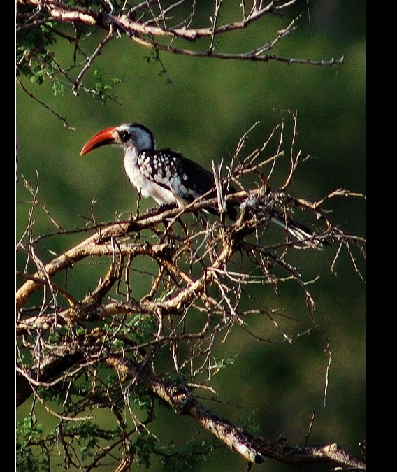 非洲灰犀鸟africangreyhornbill