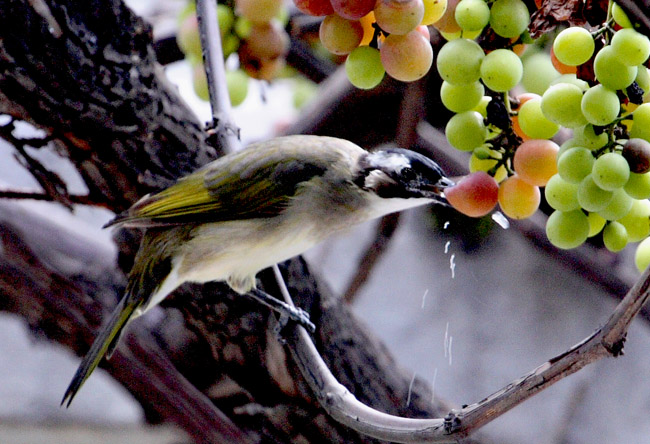 偶尔在一个葡萄架上看见了鸟吃葡萄的景观,而且小鸟很聪明,眼睛能辨别