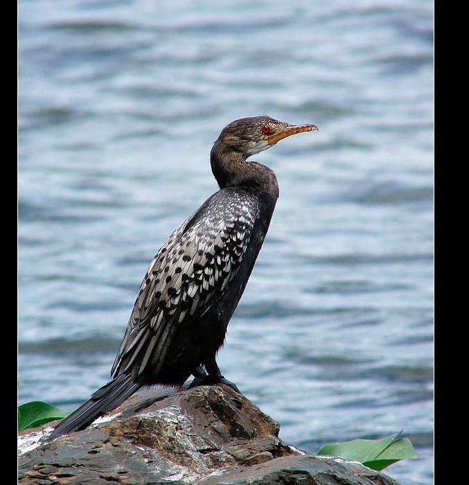 非洲长尾鸬鹚(long-tailed