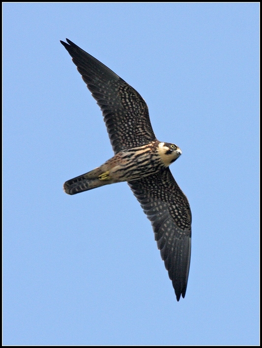 北京香山拍的燕隼和蜂鹰 - 猛禽版 Raptors 鸟网