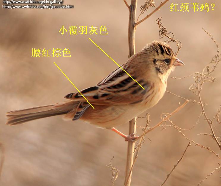 红颈苇鹀红颈苇鹀