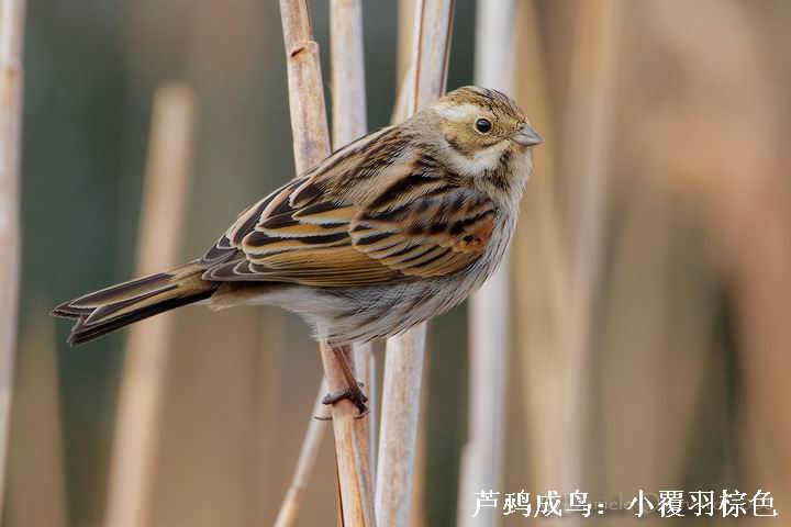 苇鹀,芦鹀哈红颈苇鹀