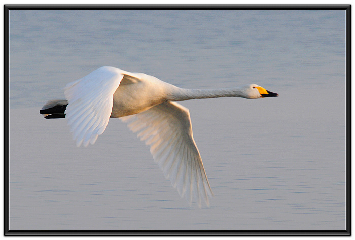 20081230_8ef6cb0942d4cfb4564fLylaoDipEqoy.jpg