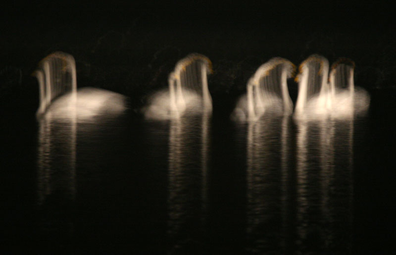 20090102_09178ca5fbccc01b4fbaqLfbNToYZCSq.jpg
