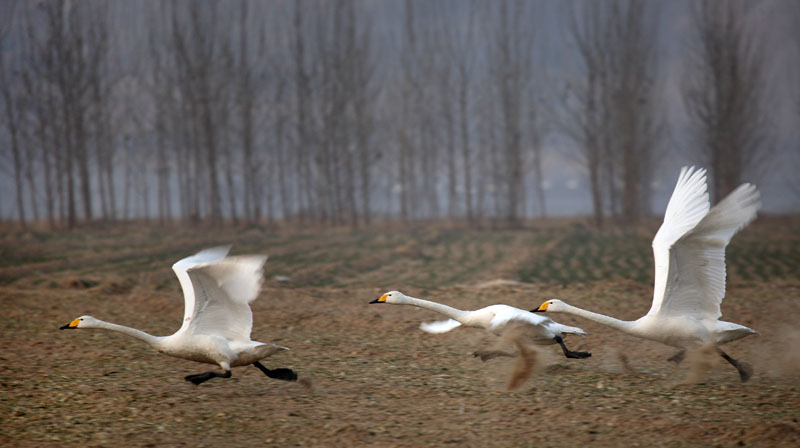 平陆三湾湿地---- 1.7 奔跑的鹅