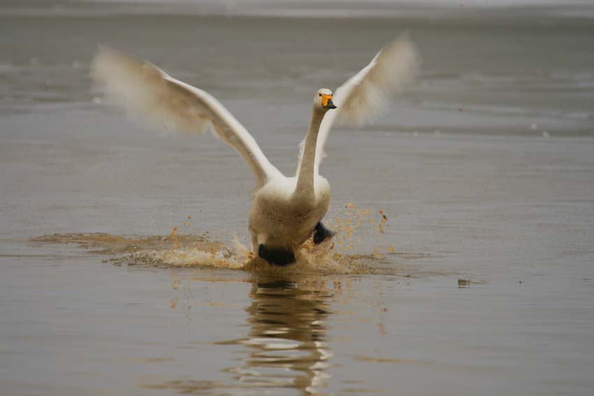 飞鹅击水 - 水鸟版 Waterbirds 鸟网