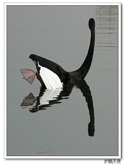 20090211_be0c39c64c03f99c50f0vNKHQccOa6Un.jpg