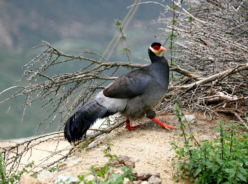 tibetan eared-pheasant-老爷子 摄 鸡形目 雉科 马鸡属