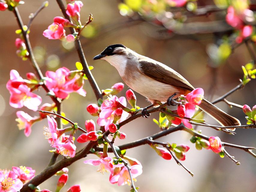 春花春鸟