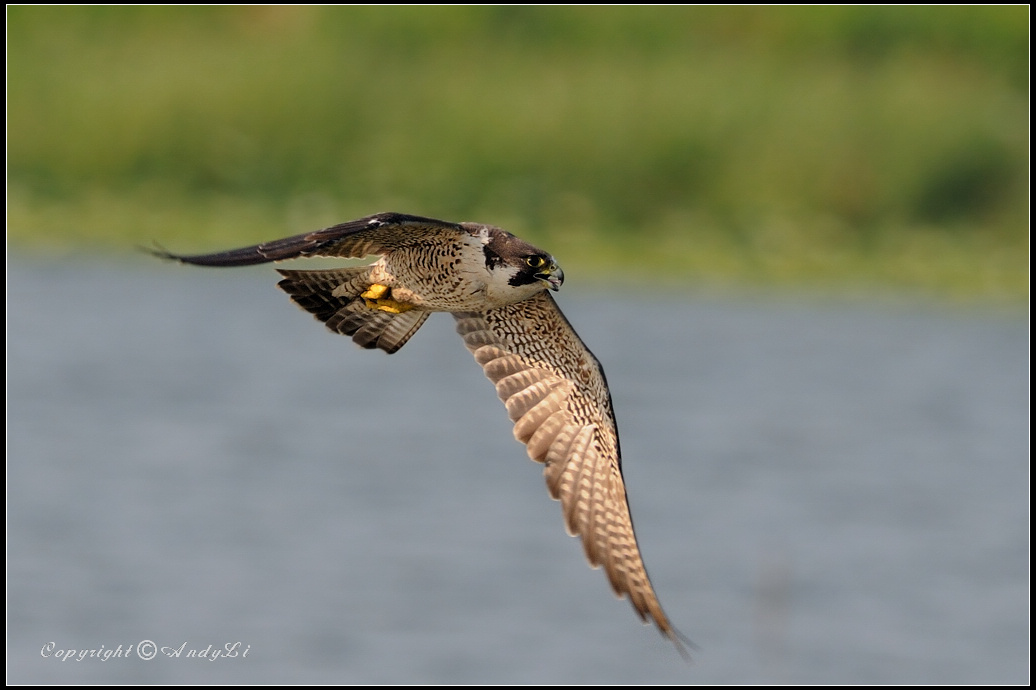 游隼~peregrine falcon