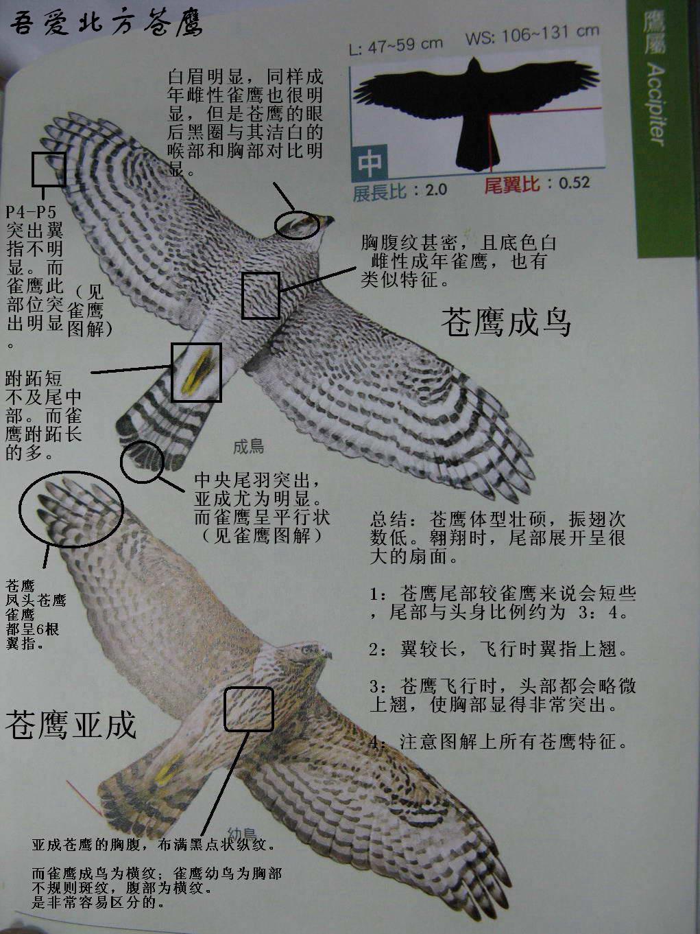 关于常见5种鹰类的辨识技巧新上凤头苍鹰