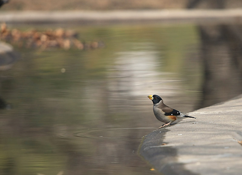 20090318_b7a5ad42447aa4308579uVD505r5EbRd.jpg