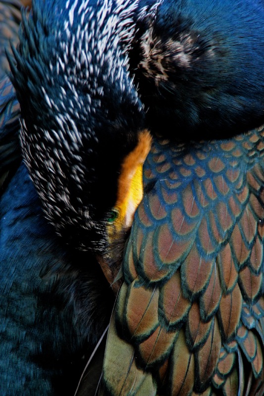 挠痒 - 中国磁县全国摄影大赛(结束) 鸟网