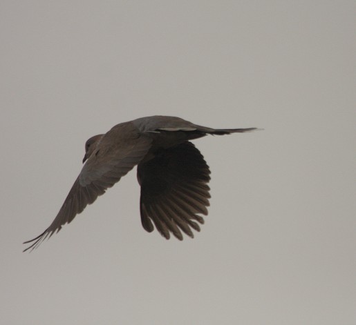 望江公园的鸟是什么鸟 20090323_89d0e076e5e6fac85a6brWAU4sVd8MCH.jpg