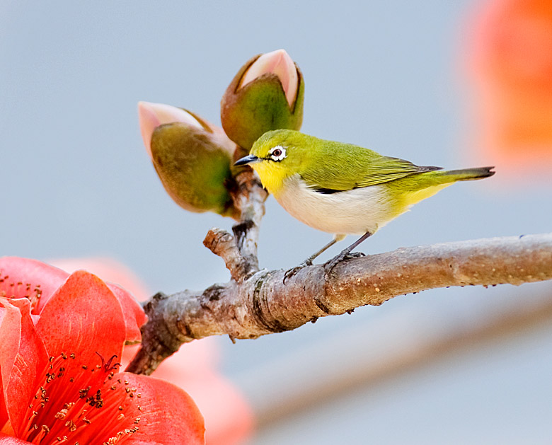 <em>护花使者</em> - 林鸟<em>版</em> Forest Birds 鸟网